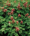 Hydrangea quercifolia Amethyst